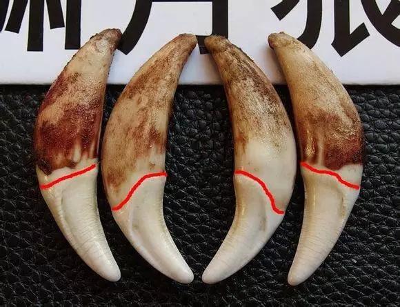 狗牙根:老鳖头、狗牙这类骨头能像文玩一样盘出来吗？