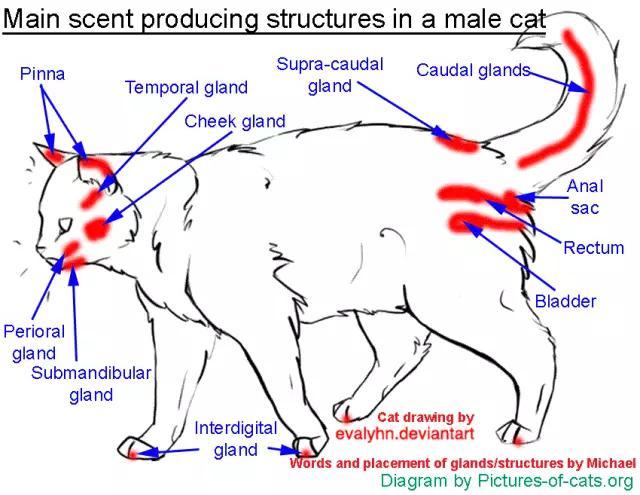 蹭课猫狗:为什么一些猫和狗喜欢被摸头？