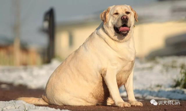 拉布拉多猎犬寿命:想养只柯基或者拉布拉多，哪种比较适合我？