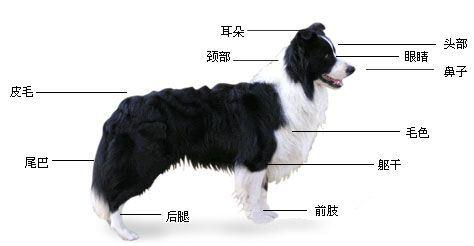 边境牧羊犬的图片上传:边境牧羊犬这么聪明，为什么养的人还是比较少的？