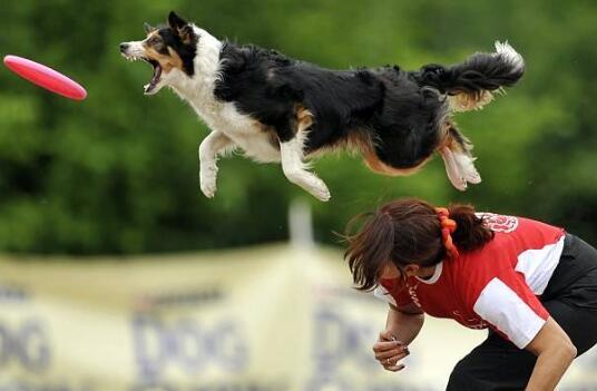 边境牧羊犬的图片上传:边境牧羊犬这么聪明，为什么养的人还是比较少的？