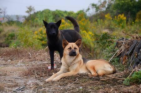 改变世界的犬类国语:关于犬类的最新电影大全 “中华田园犬”到底是不是一个犬种？