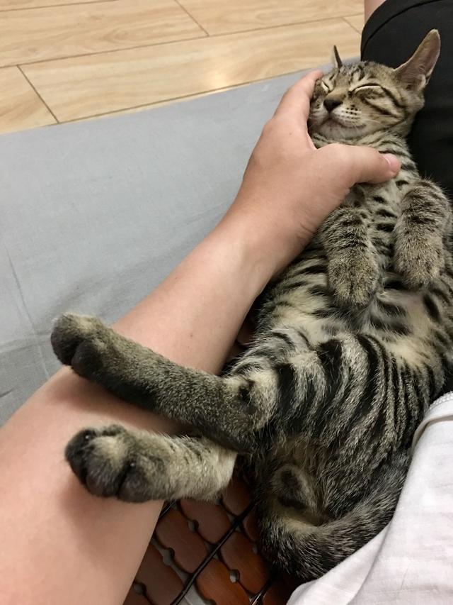 超萌猫咪动态图片:一只猫能可爱到什么程度？