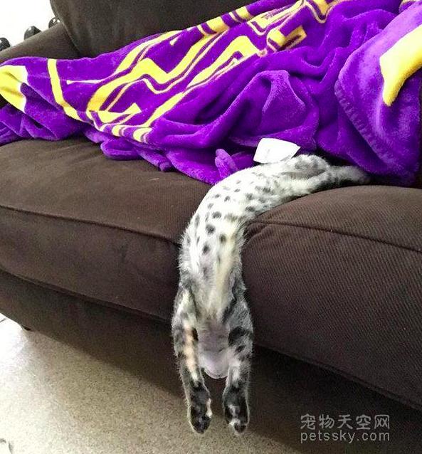 为什么猫咪能像液体一样:猫咪很软，抱起来像水，这正常吗？