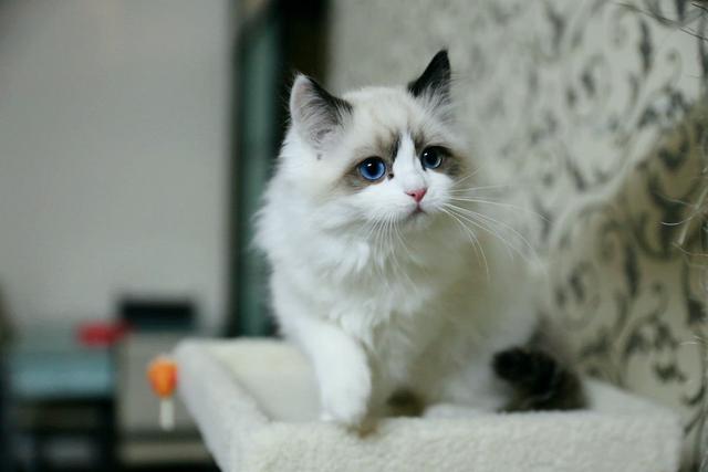 盆景猫 谣言:为什么有些人那么讨厌猫呢？能说说原因吗？