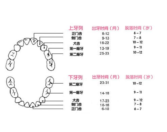 换多少颗牙齿:人到多少岁就不换新牙了？