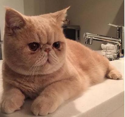 狸花猫价格:你愿意花多少钱买一只猫？