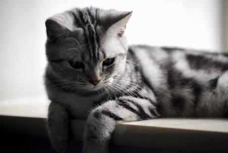 狸花猫价格:你愿意花多少钱买一只猫？