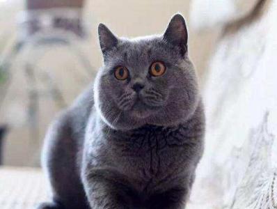 狸花猫价格:你愿意花多少钱买一只猫？