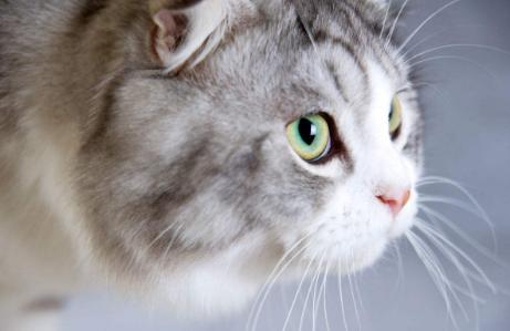 狸花猫价格:你愿意花多少钱买一只猫？