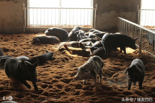 狗咬胶是什么呢:什么是失业金？失业人员免交三年社保吗？