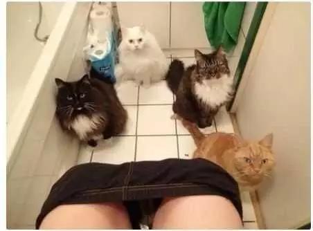 安吉拉小猫灵异事件:你见过哪些猫的诡异行为？