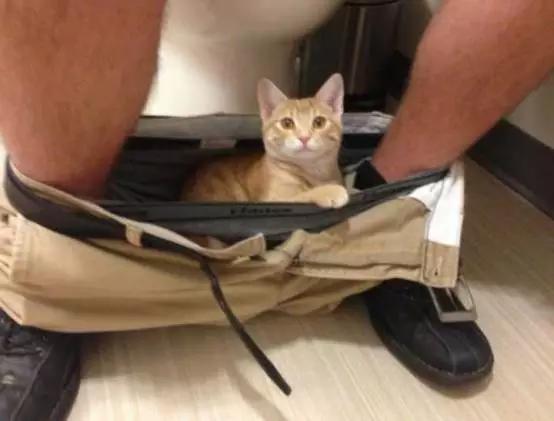 安吉拉小猫灵异事件:你见过哪些猫的诡异行为？