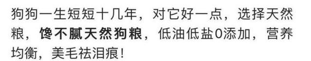 犬奴:主人丢失的狗狗，会在原地等多久？