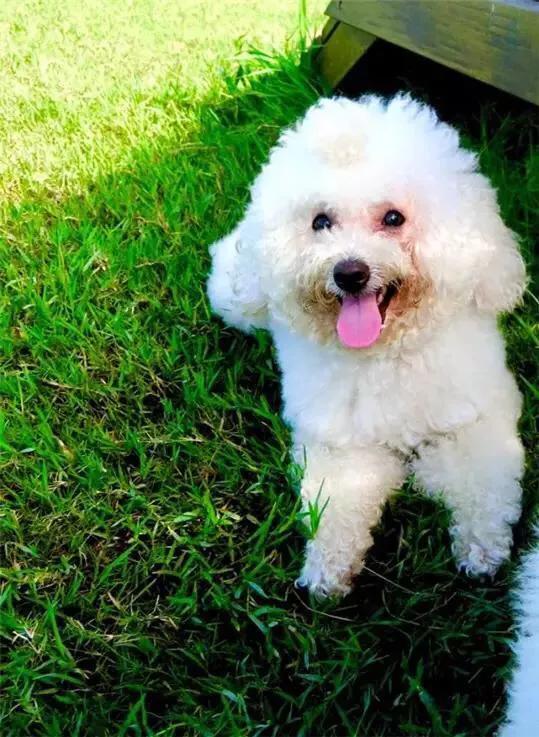 养条狗搞我视频:如果你家的爱犬咬了人，你会弃养它吗？