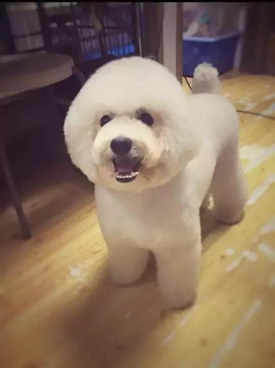 养条狗搞我视频:如果你家的爱犬咬了人，你会弃养它吗？