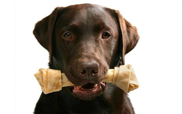 拉布拉多犬价格:市场上双血统拉布拉多价格多少？ 拉布拉多犬价格是多少