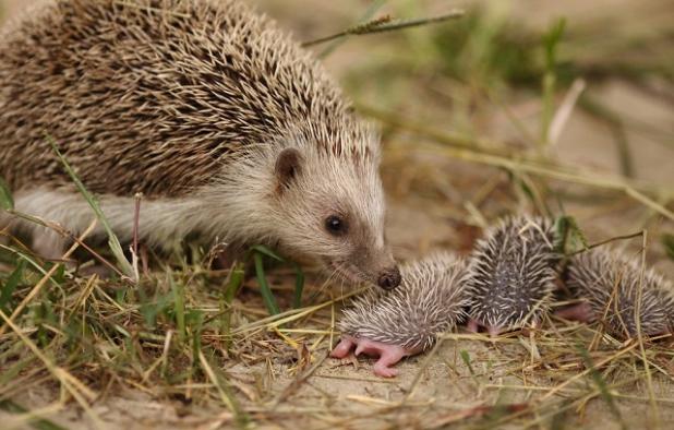 头条问答 - 刺猬有尾巴么?(4个回答)