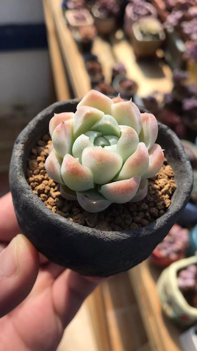 多肉植物在户外过冬会冻伤吗 头条问答