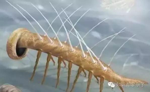远古巨兽大复活旋齿鲨:远古巨兽旋齿鲨 如果让你根据企鹅的骨骼来复原企鹅，你会把企鹅复原成什么样子？