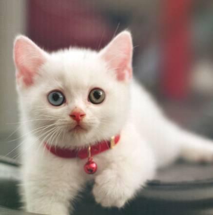 铃铛猫叫什么:该不该给猫戴项圈和铃铛？