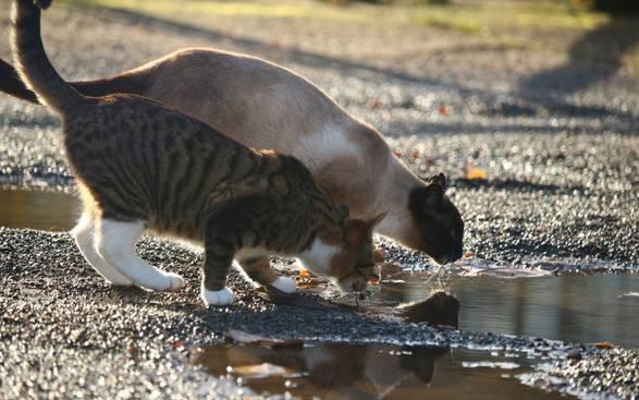 猫吃生骨肉一天多少克:猫生骨肉一天喂多少 100天的起司猫每天吃多少合适？