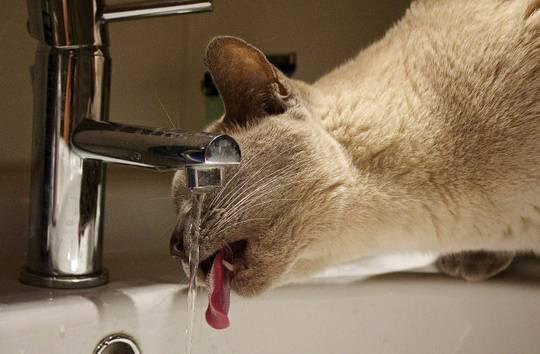 猫吃生骨肉一天多少克:猫生骨肉一天喂多少 100天的起司猫每天吃多少合适？