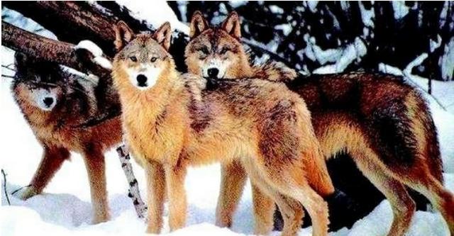 狈是真实存在的吗，狼狈为奸的“狈”是什么动物，现在还存在吗