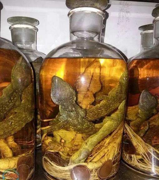 海马泡酒:海马、蛤蚧需要搭配什么中药泡酒
