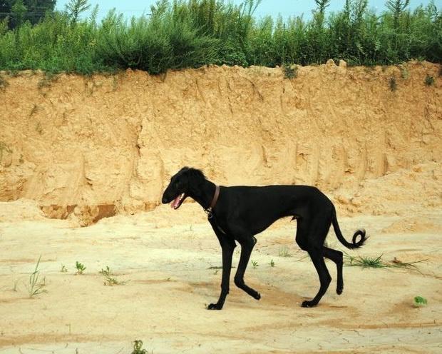 石家庄警犬图片:夫妻捡到“流浪狗”，竟因涉嫌盗窃罪被取保候审，你怎么看？