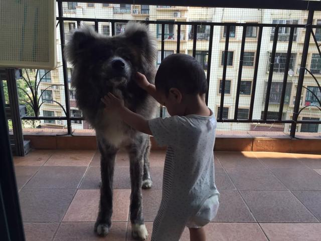 美国训狗节目训狗有方:怎么改正罗威纳幼犬往身上扑的毛病？