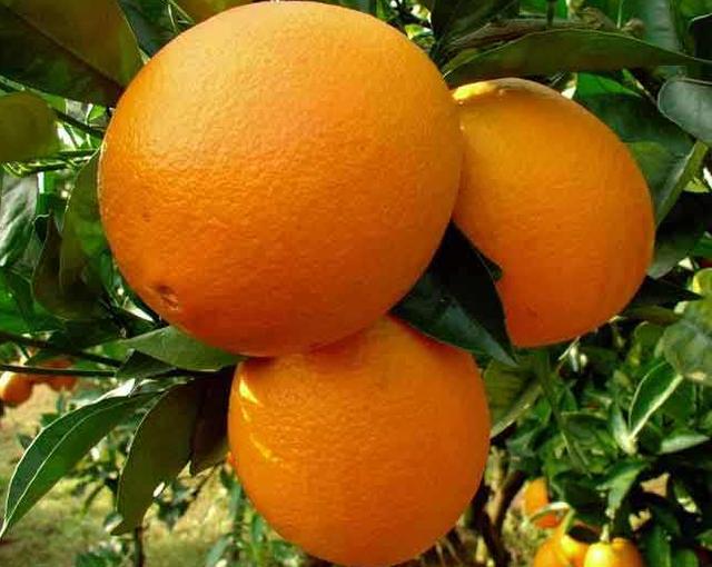 赣南脐橙图片1