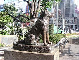柴犬奇迹物语感想:养了一只像八公一样的柴犬是什么感受？