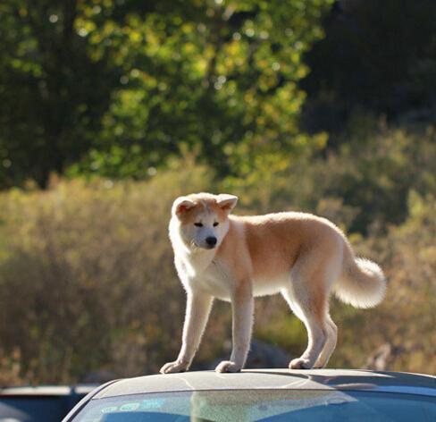 柴犬奇迹物语感想:养了一只像八公一样的柴犬是什么感受？