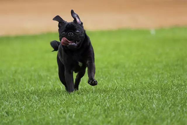 巴哥犬好养吗巴哥犬优缺点分析:巴哥犬寿命为什么这么短呢？ 巴哥犬的优缺点纯种巴哥犬图片