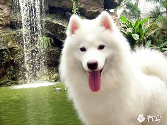 萨摩耶幼犬可以吹电扇吗:第一次养萨摩耶需要注意什么？