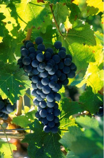 巨峰葡萄可以做葡萄酒吗，自家院子种巨峰葡萄，不作任何保果措施，效果怎样？