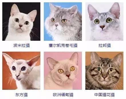 宿舍里怎么养猫:你怎么看待大学生在宿舍养宠物的现象？ 宿舍里养猫都是怎么藏的