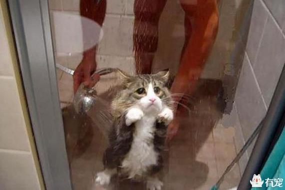 调皮的咖啡猫:如何让一只脾气臭到爆的加菲猫脾气好点？
