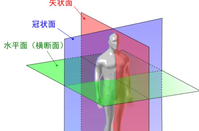 什么是正中矢状面