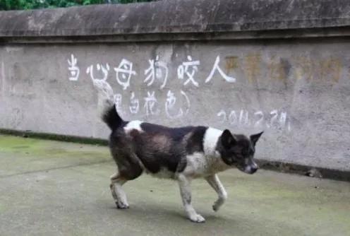 六岁女童被恶狗咬死:名狗撕咬小孩，路人拿工具打狗致狗死，被索赔十多万，你怎么看？