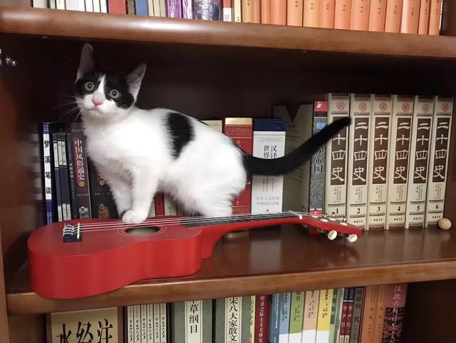 爱洗澡的猫猫视频:小朋友爱洗澡的视频 你洗澡时猫咪老是蹲在门口吗，它是守护你么？