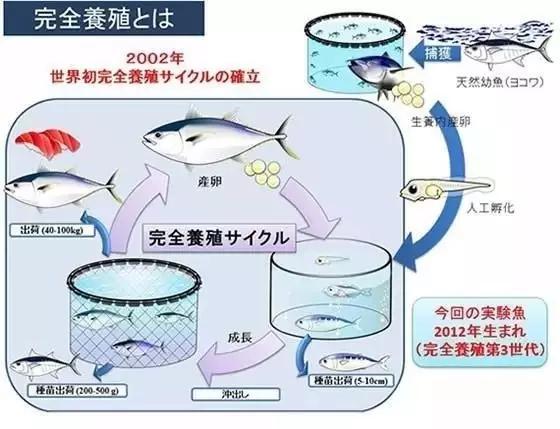 珍宝斑马鱼在哪里掉:珍宝斑马鱼在哪里 在加拿大温哥华钓珍宝蟹会被罚款吗？