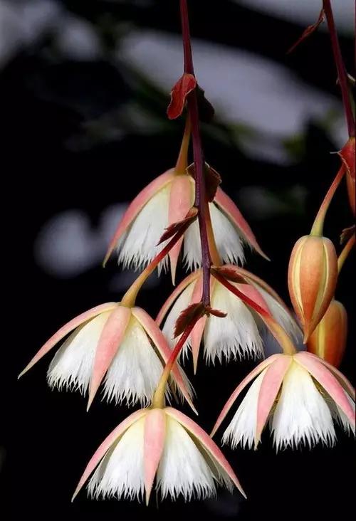 清华大学教授付林被拘留你怎么看