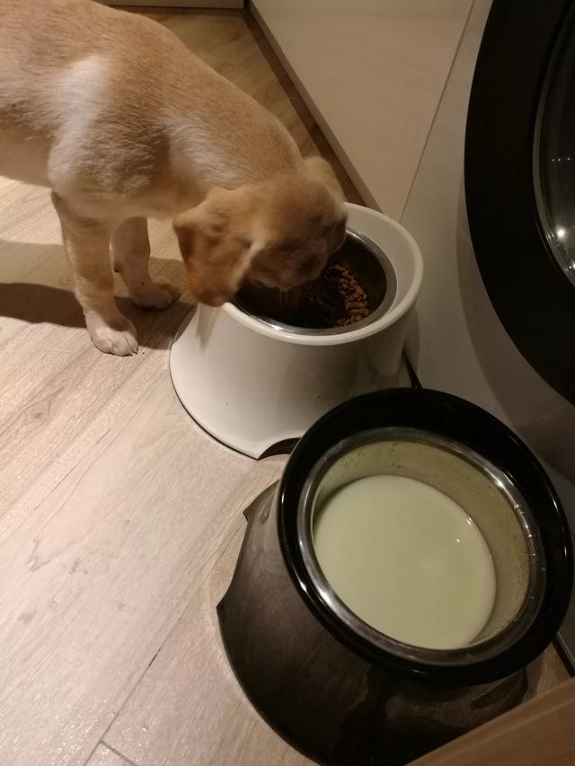 母的拉布拉多好养吗:拉布拉多犬真的很能吃吗？