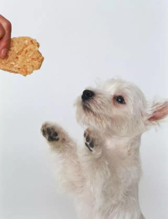 狗狗训练手册下载百度云:怎么训练狗狗不吃别人给的食物？