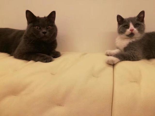 猫咪:你家猫咪有哪些特别的癖好？
