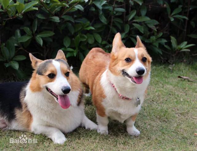 法兰德斯牧牛犬冠军:狗界中你觉得哪些狗狗最萌最可爱呢？ 法兰德斯牧牛犬