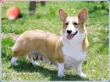 法兰德斯牧牛犬冠军:狗界中你觉得哪些狗狗最萌最可爱呢？ 法兰德斯牧牛犬