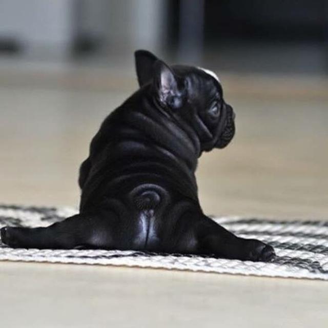 法国斗牛犬和西班牙斗牛犬的区别:如何分辨法斗幼犬的优劣？ 英国斗牛犬与法国斗牛犬的区别